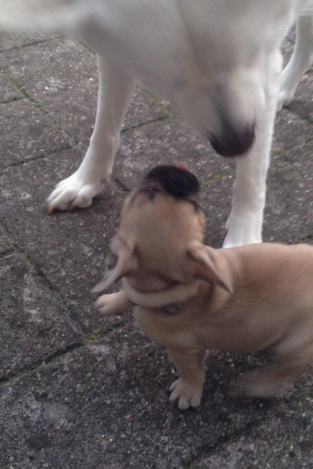 Fransk bulldog Ella billede 5