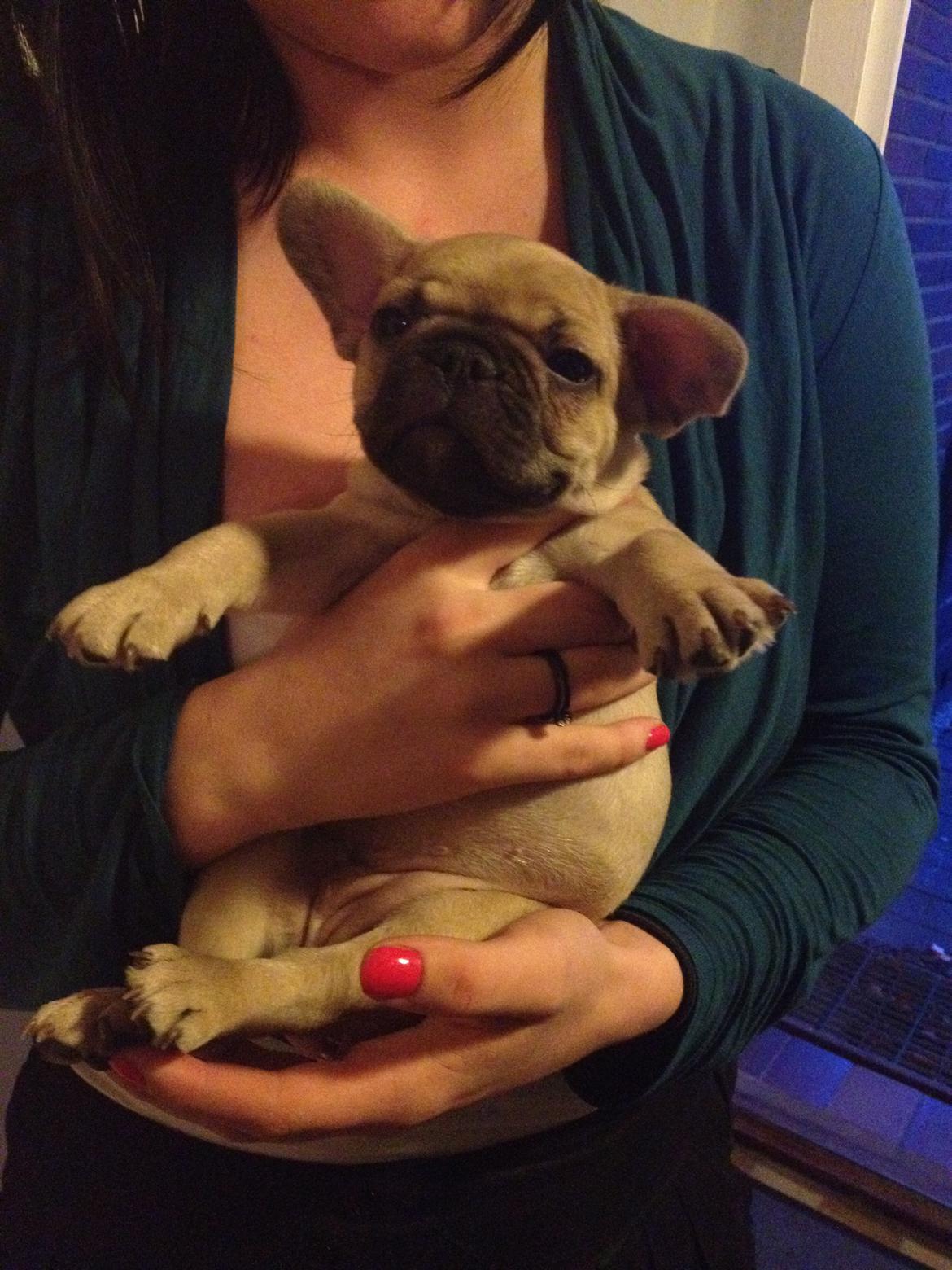 Fransk bulldog Ella billede 6