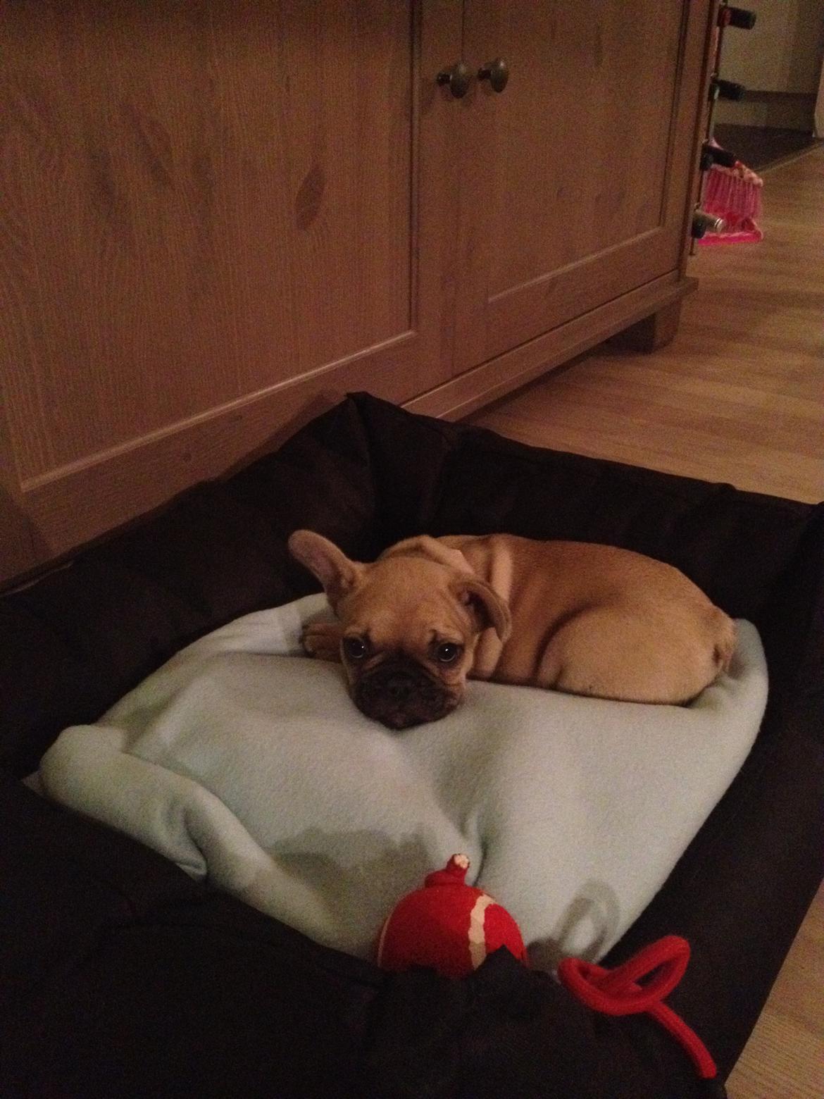 Fransk bulldog Ella billede 7