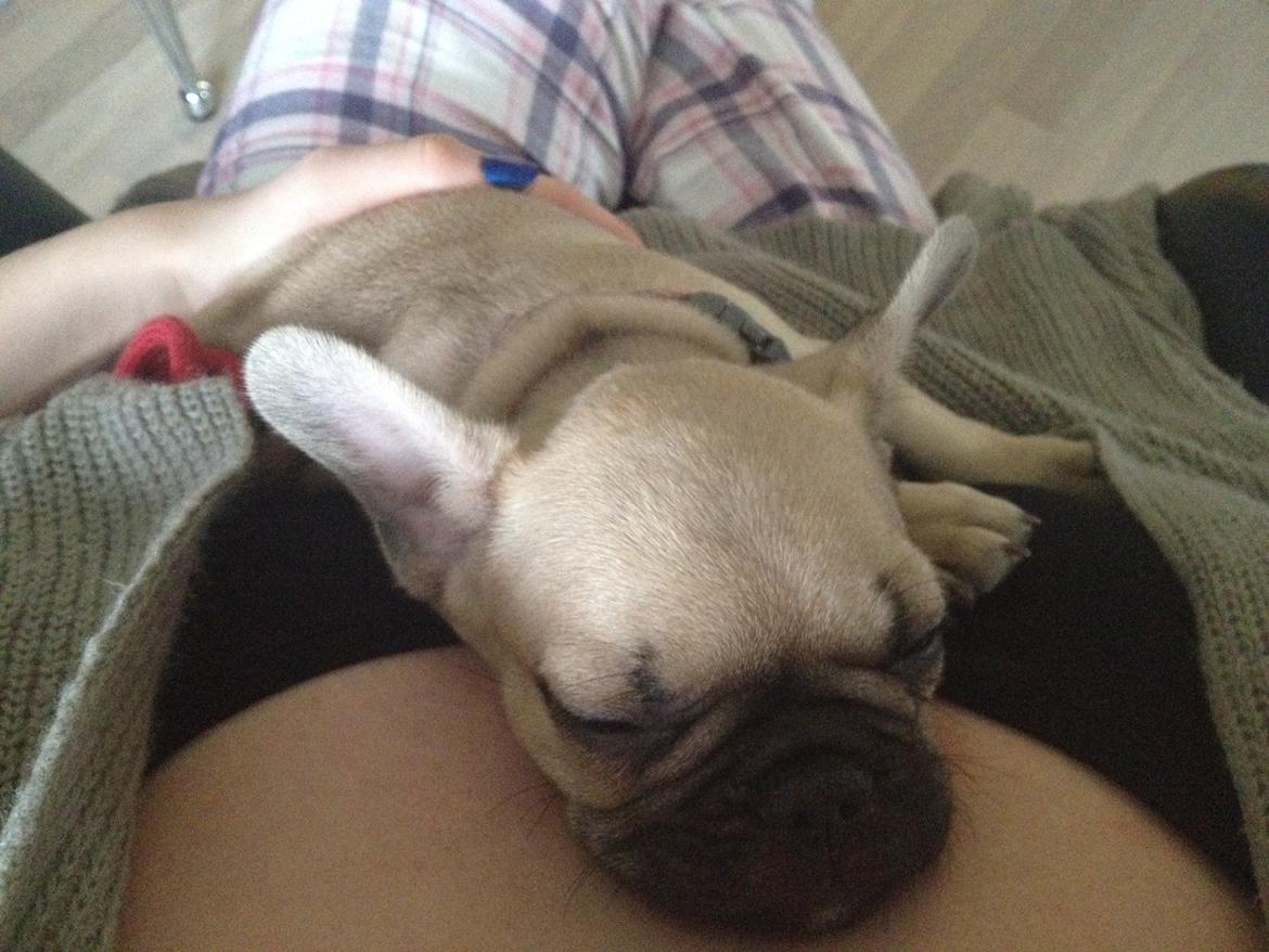 Fransk bulldog Ella billede 8