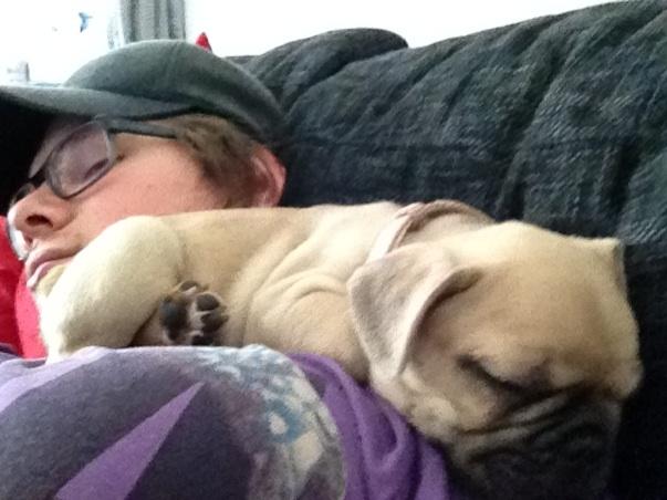 Fransk bulldog Ella billede 9