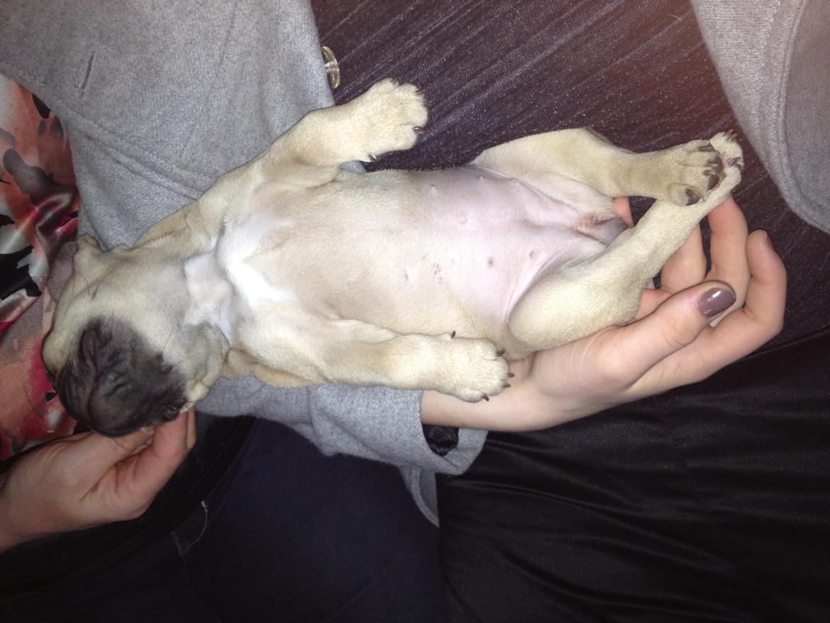 Fransk bulldog Ella billede 10