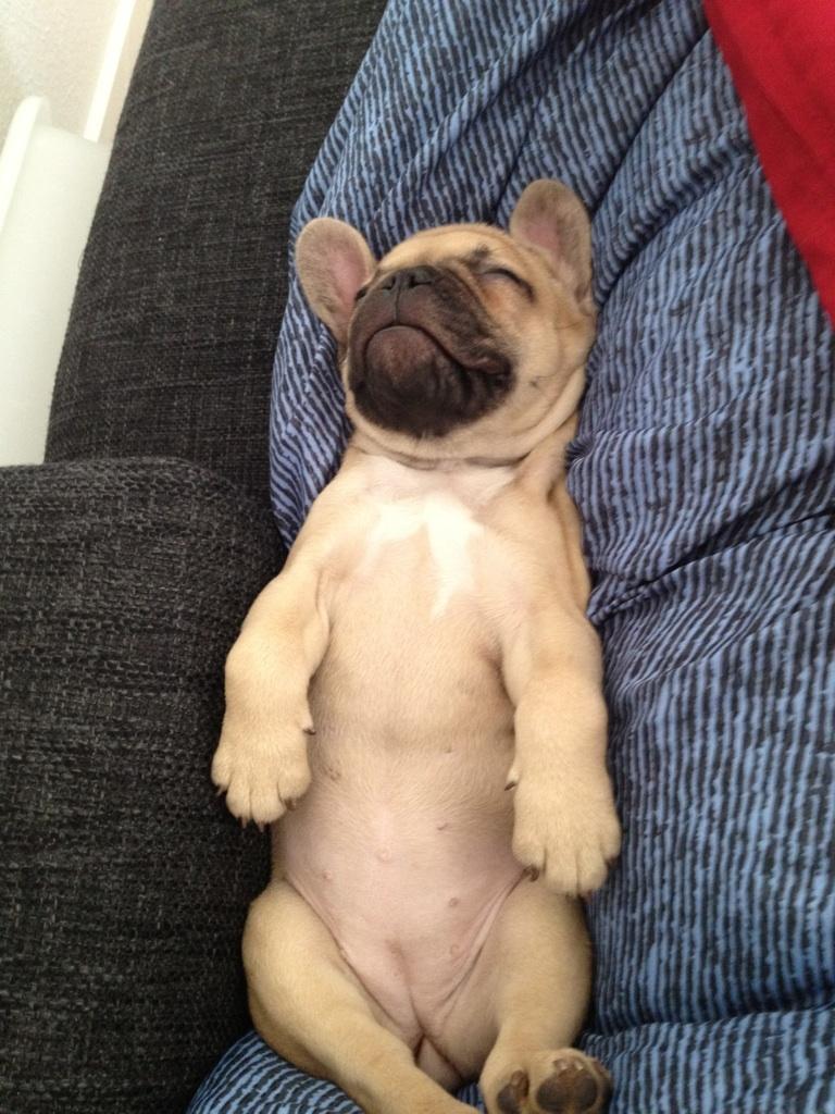 Fransk bulldog Ella billede 11