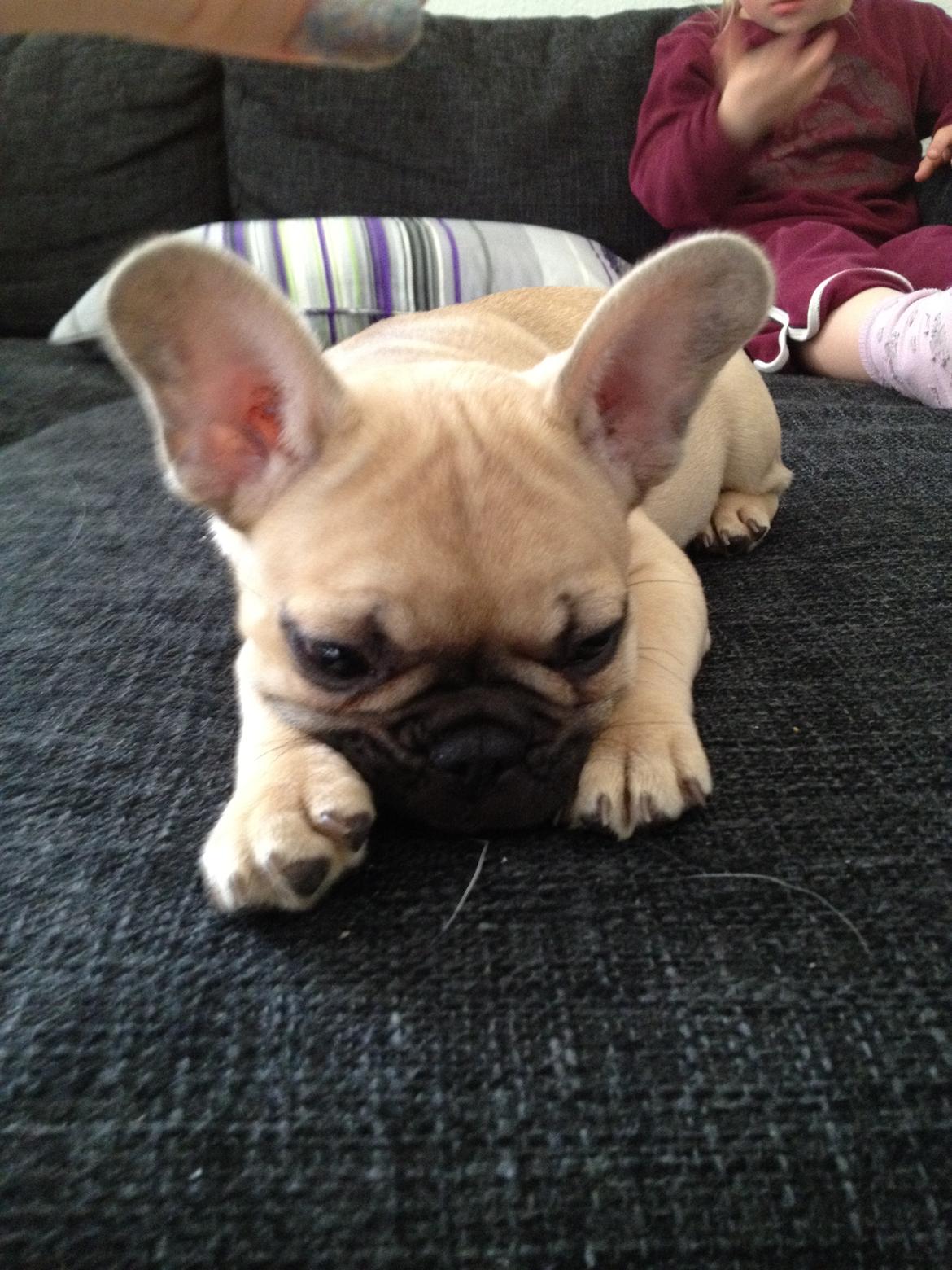 Fransk bulldog Ella billede 12