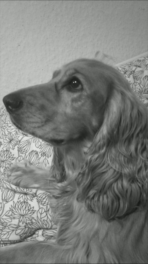 Cocker spaniel Sasha billede 8