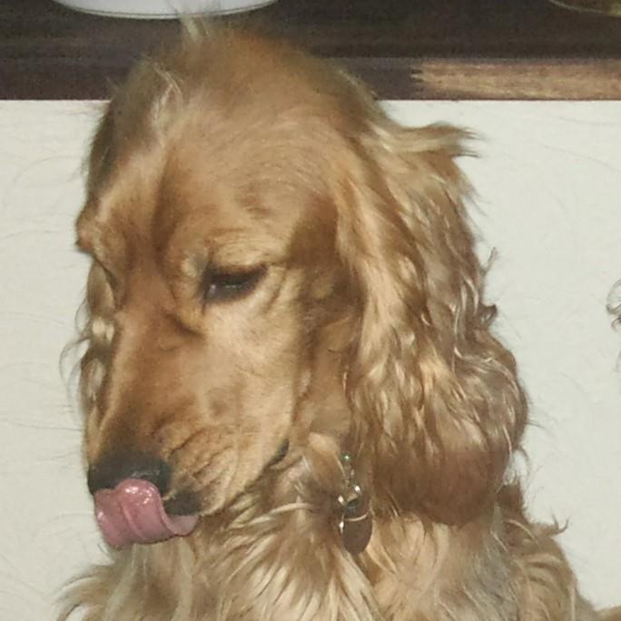 Cocker spaniel Sasha billede 9