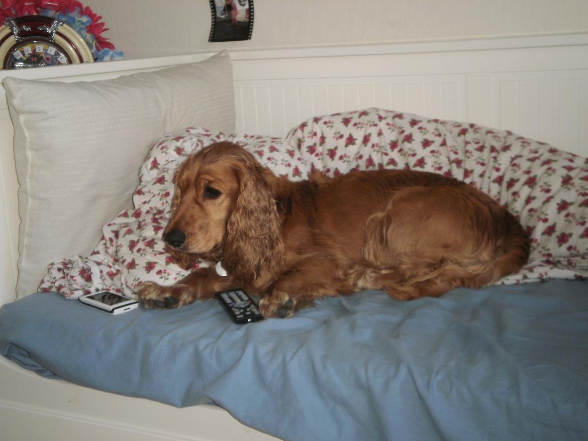 Cocker spaniel Sasha billede 12