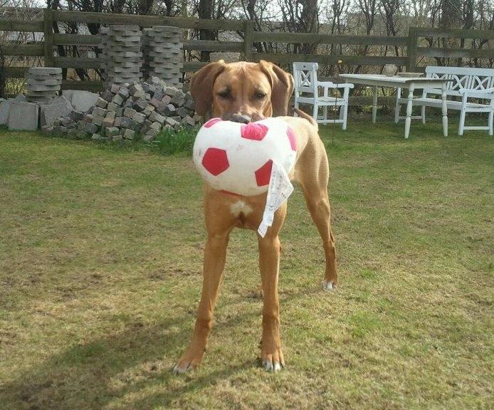 Rhodesian ridgeback Lewanika Humusha - Humusha otte måneder den 28. marts 2012. billede 19