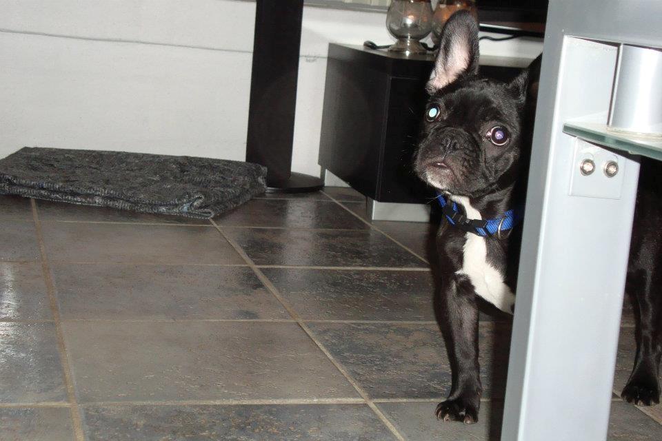 Fransk bulldog Puch billede 4