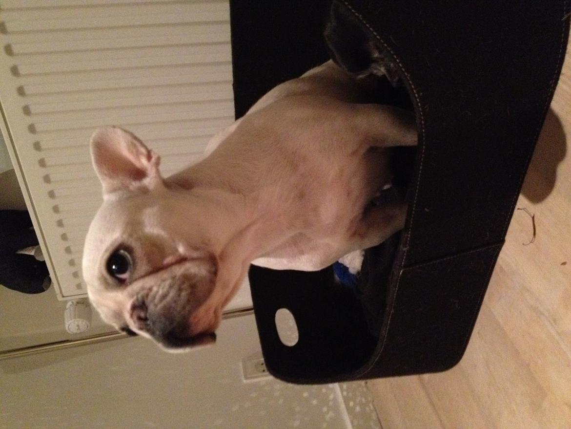 Fransk bulldog Cleopatra billede 15