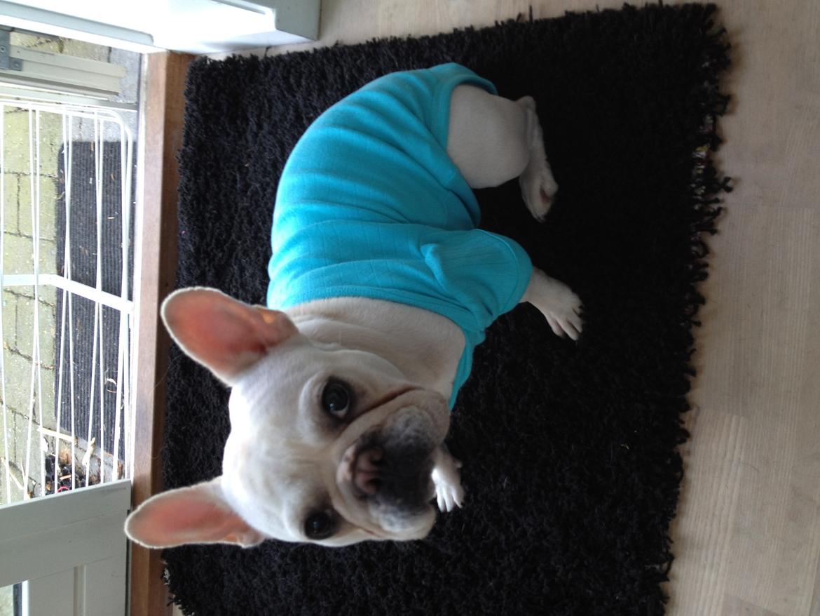 Fransk bulldog Cleopatra billede 16