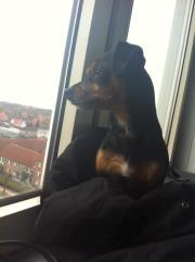Blanding af racer Batman - nyder udsigten billede 11