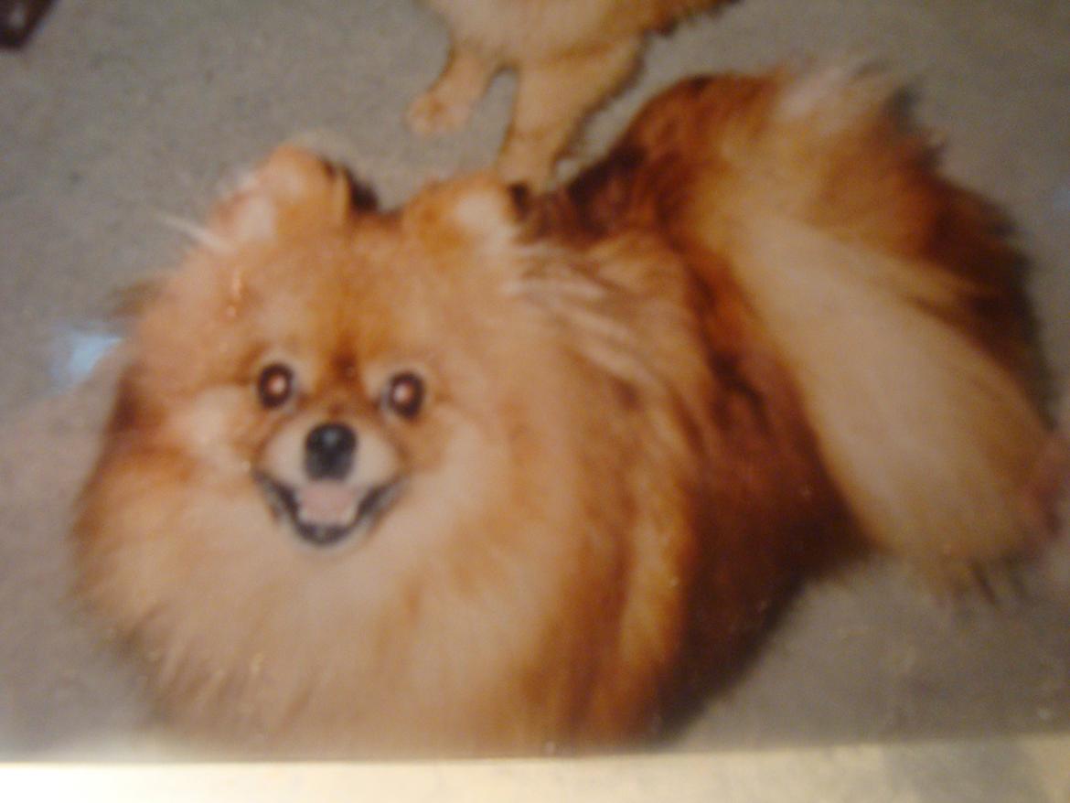 Pomeranian Topsys Rødtop - Rødtop ung og frisk fra ca. 2003 billede 8