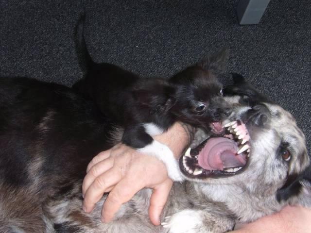 Chihuahua Livi billede 3