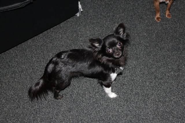 Chihuahua Livi billede 9