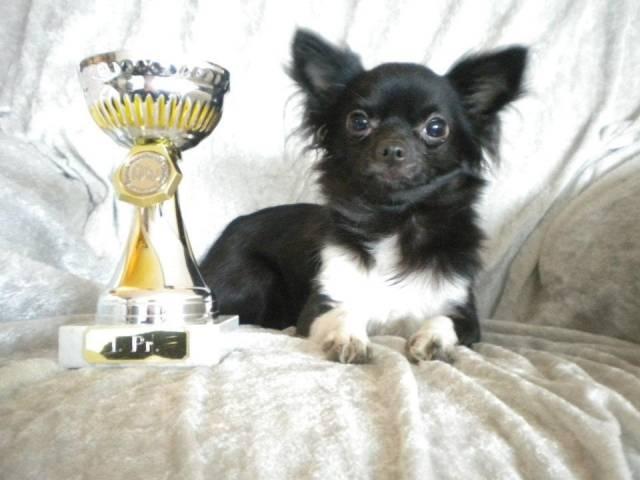 Chihuahua Livi - Livi med hendes første pokal. billede 2