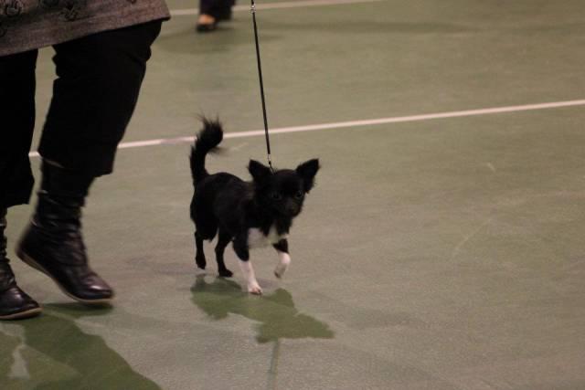 Chihuahua Livi billede 7