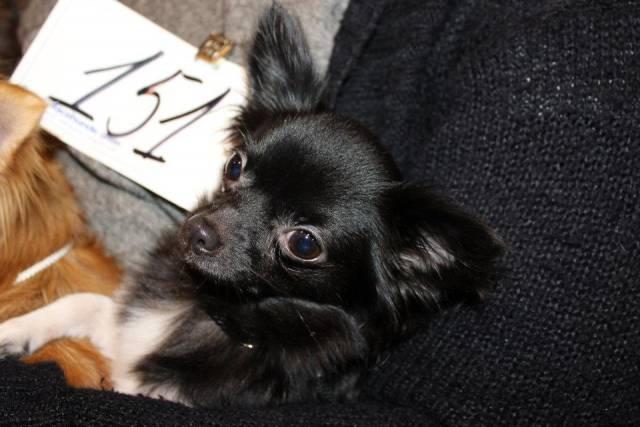 Chihuahua Livi billede 5