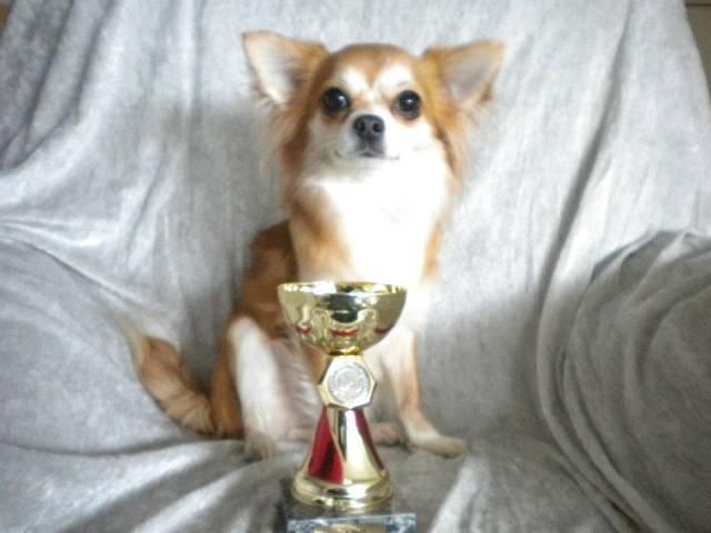 Chihuahua Cassie - Cassie og hendes første præmie. billede 2