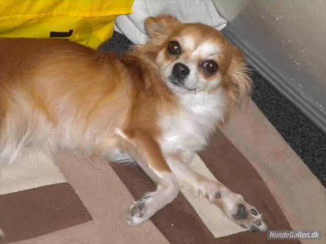 Chihuahua Cassie billede 5