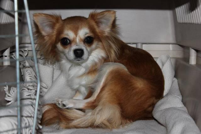 Chihuahua Cassie billede 6