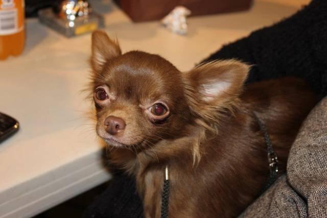 Chihuahua Abi Bear billede 2