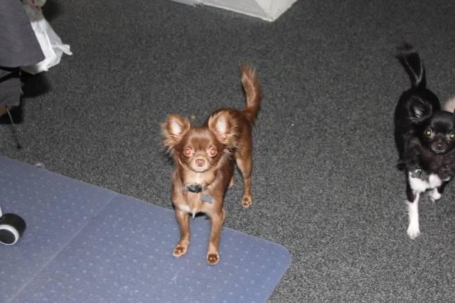 Chihuahua Abi Bear billede 4