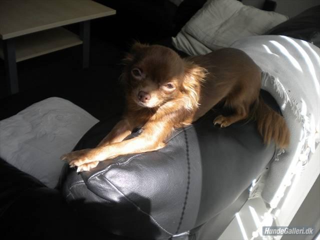 Chihuahua Abi Bear billede 5