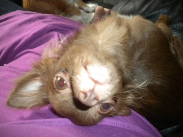 Chihuahua Abi Bear billede 3