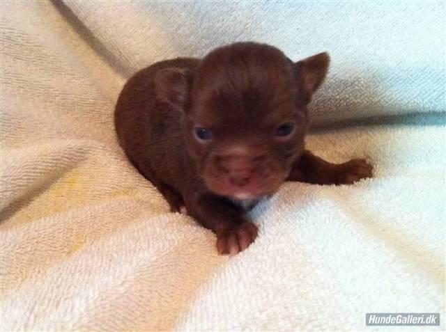Chihuahua Abi Bear billede 6