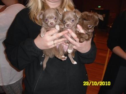 Chihuahua Abi Bear billede 8