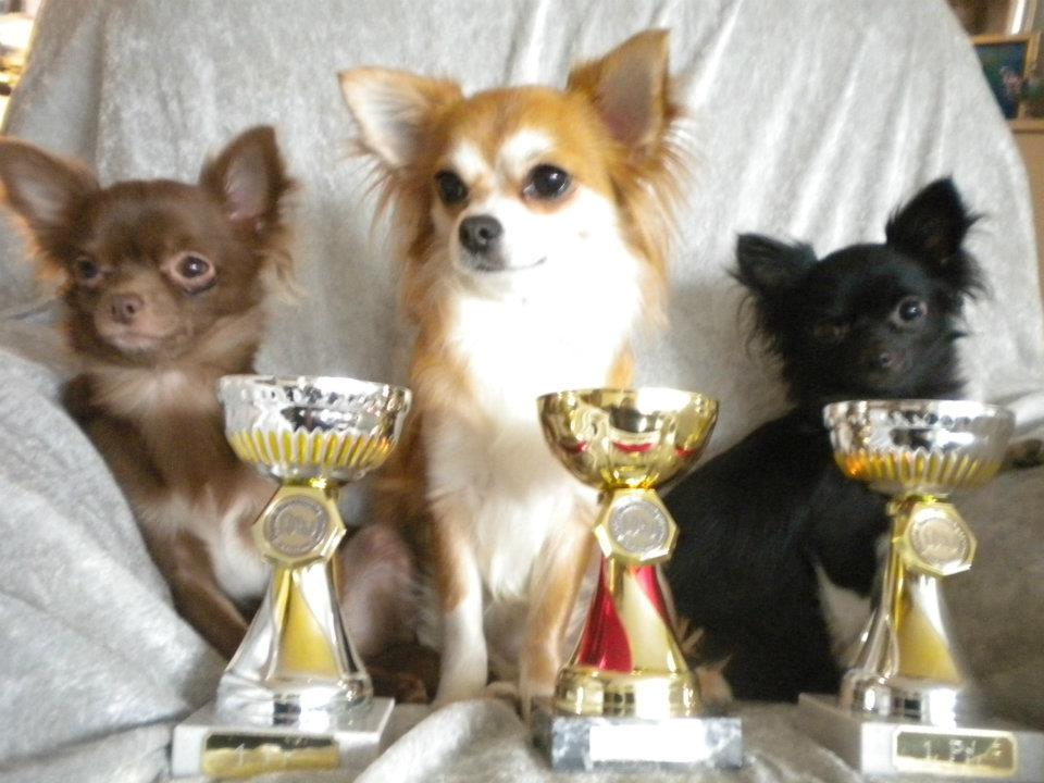 Chihuahua Abi Bear billede 7