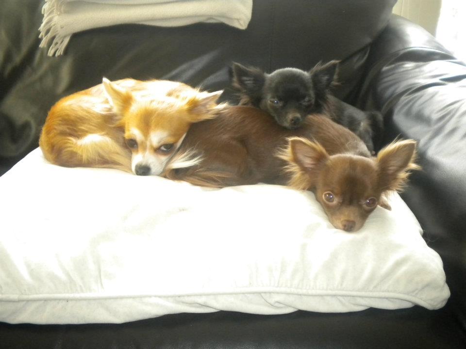 Chihuahua Abi Bear billede 9