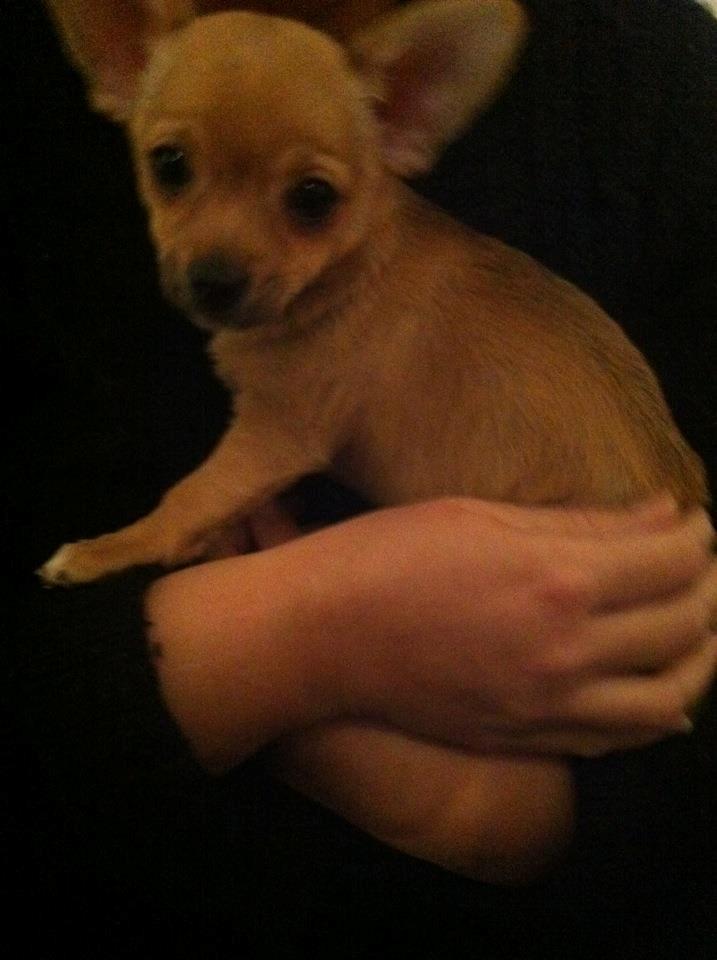 Chihuahua Montelinos Macarius *MAX* billede 4