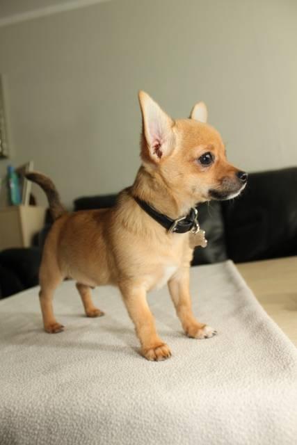 Chihuahua Montelinos Macarius *MAX* billede 5