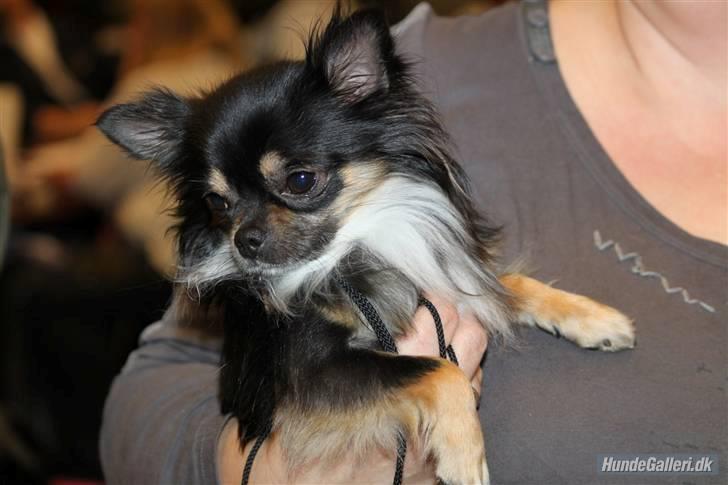 Chihuahua Odo of Blue Diamonts billede 5