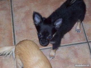 Chihuahua Odo of Blue Diamonts billede 8
