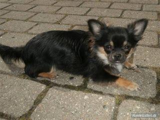 Chihuahua Odo of Blue Diamonts billede 9