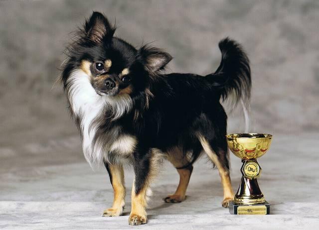 Chihuahua Odo of Blue Diamonts billede 2