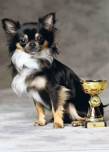 Chihuahua Odo of Blue Diamonts billede 10