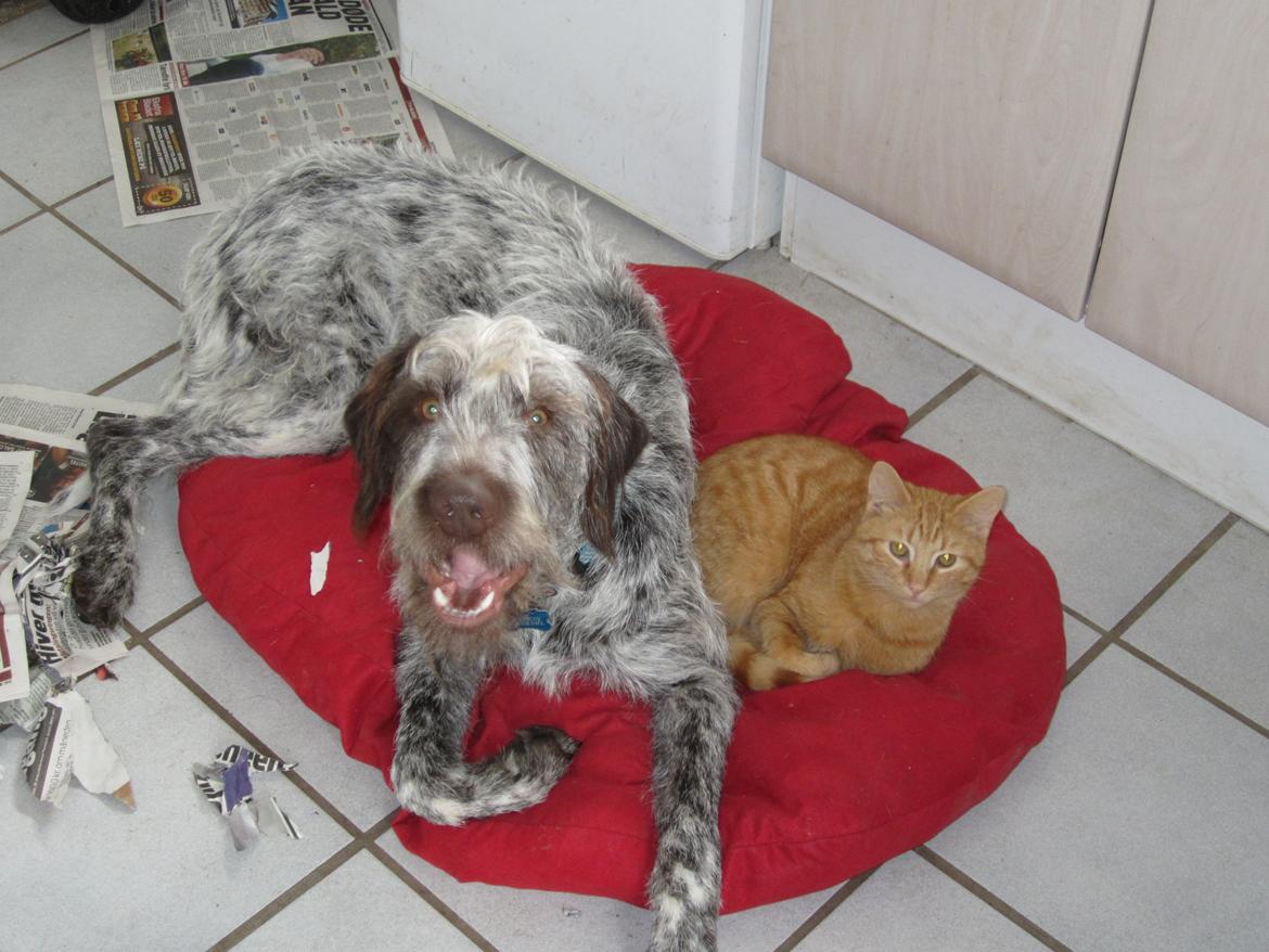 Blanding af racer Cocio billede 18