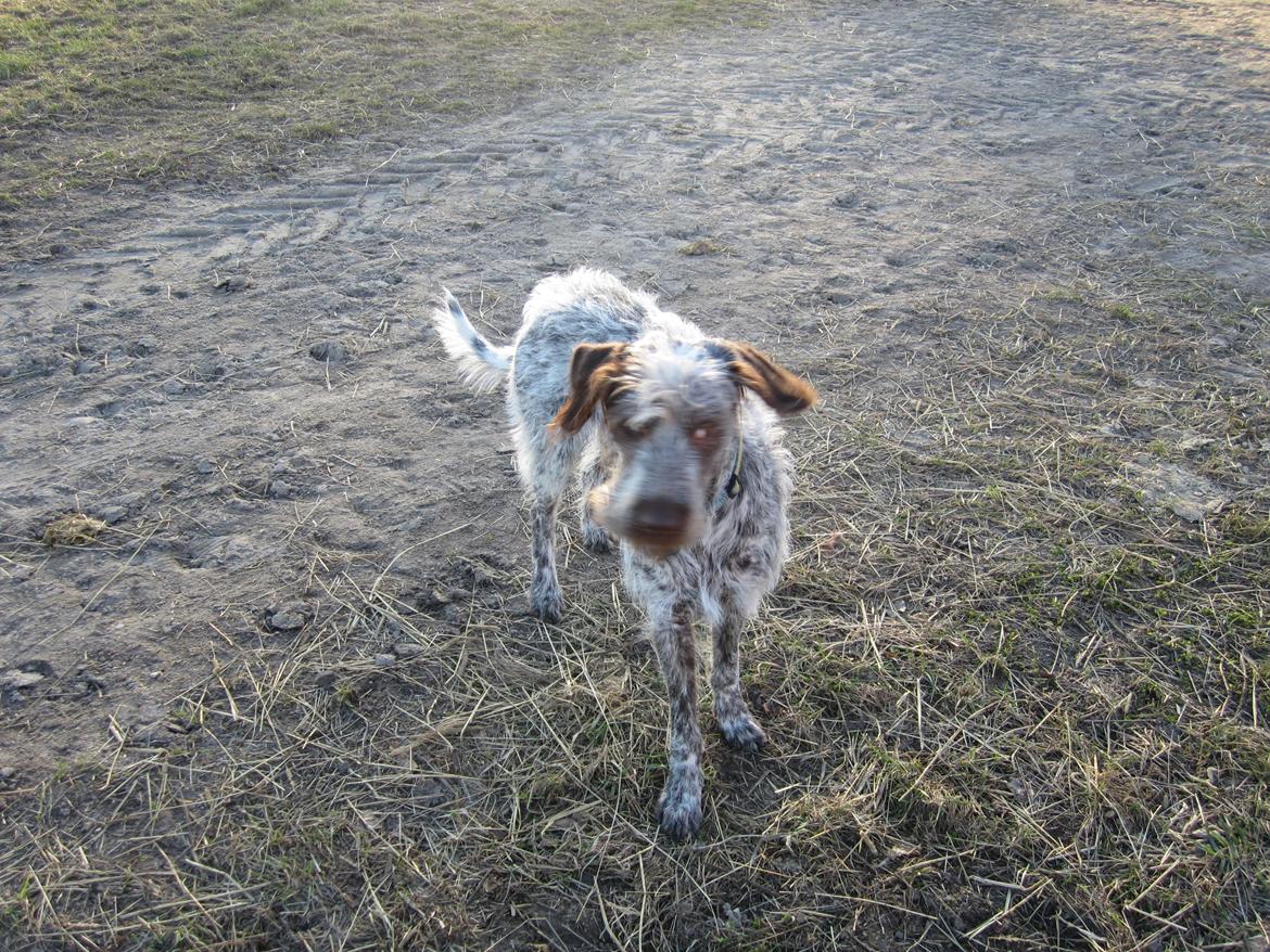 Blanding af racer Cocio billede 19