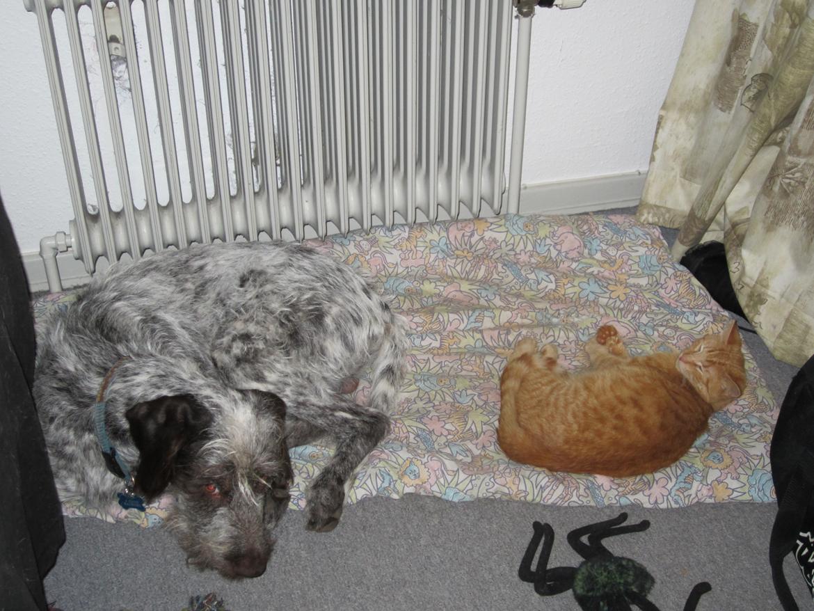 Blanding af racer Cocio billede 20