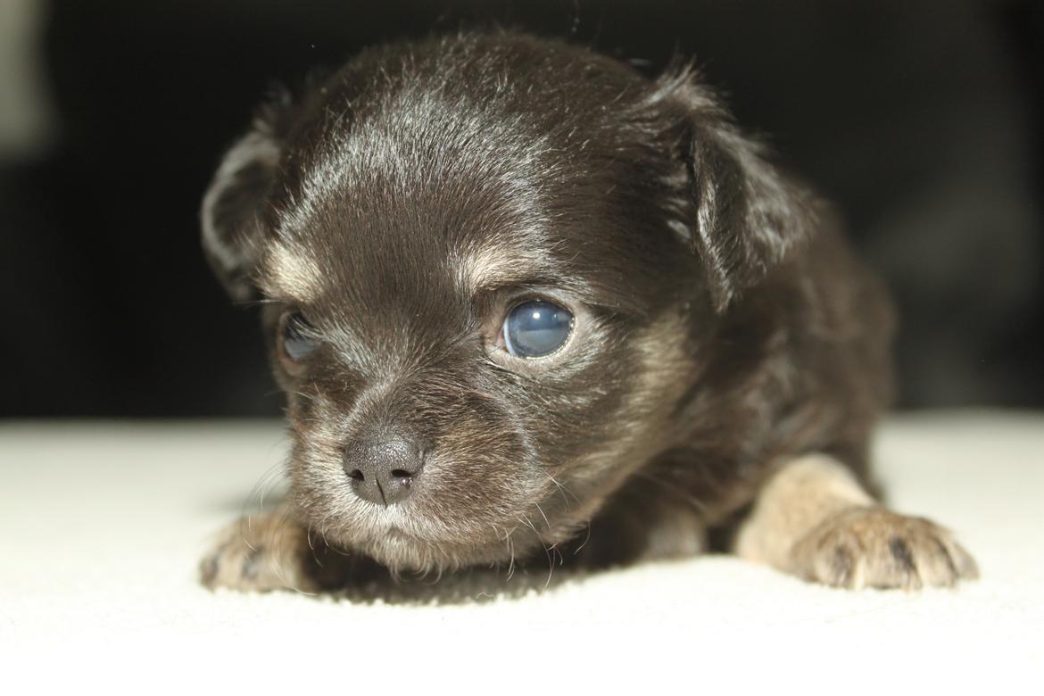 Chihuahua Licabi's Alba - Alba 4 uger gammel billede 8