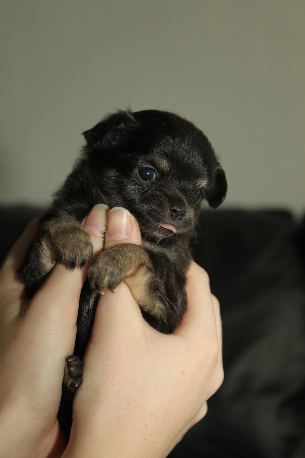 Chihuahua Licabi's Alba - Alba 4 uger gammel. billede 1