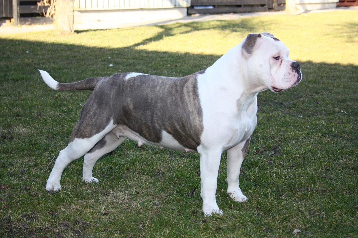 Olde english bulldogge Bullforce Little Bluebell billede 19