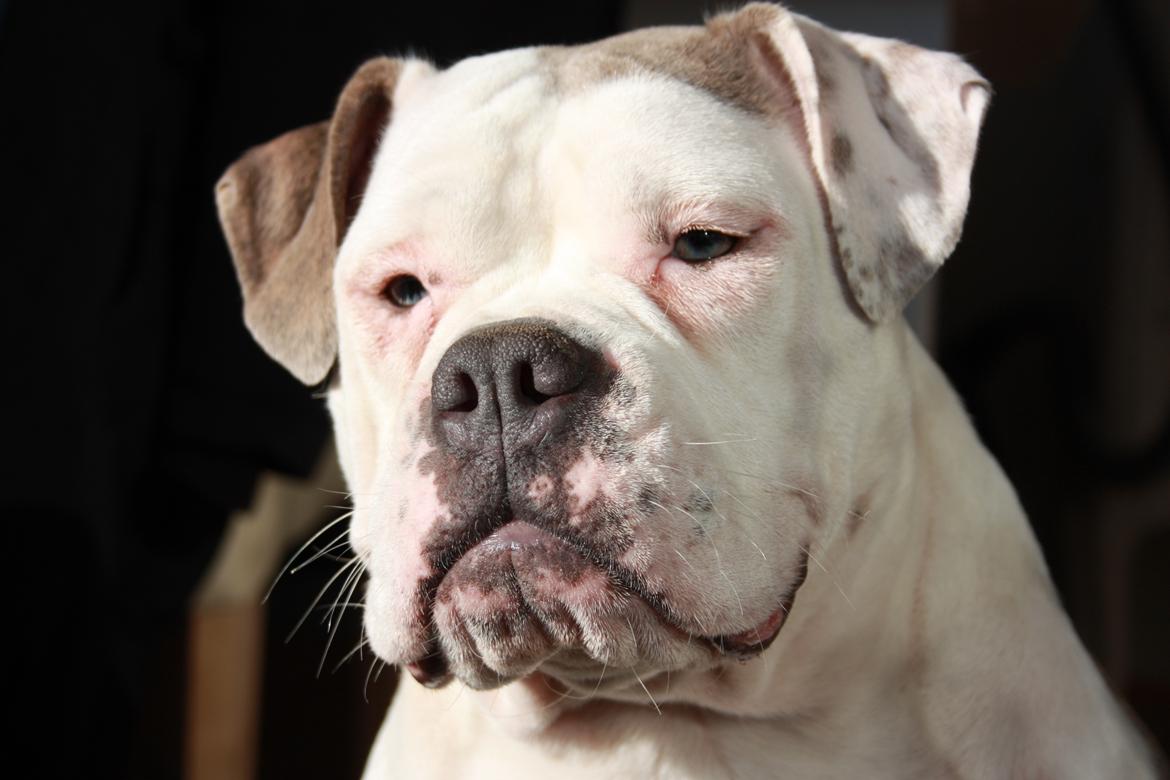 Olde english bulldogge Bullforce Little Bluebell billede 20