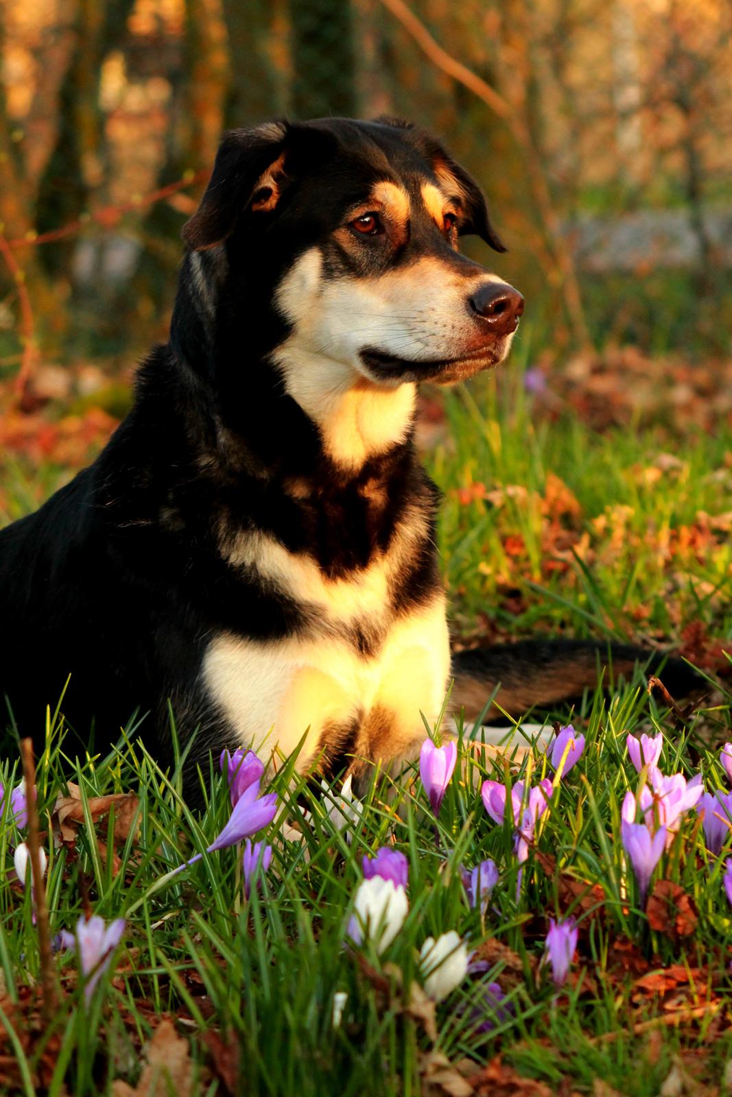 Blanding af racer Akeela - Smukke <3

Billedet er taget af mig :) billede 5