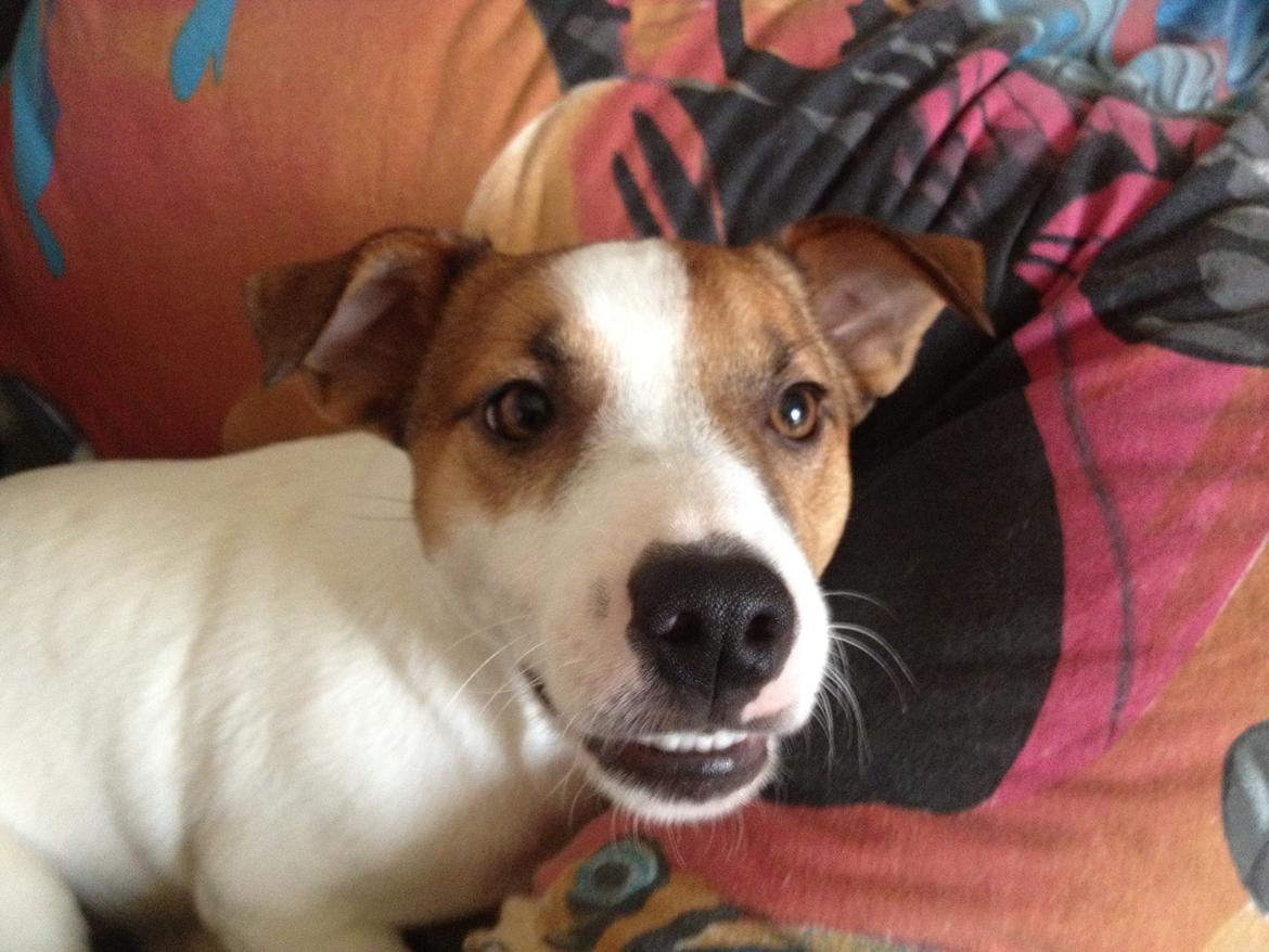 Jack russell terrier Vaks billede 14