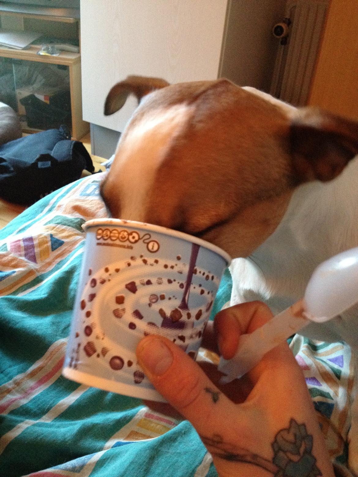 Jack russell terrier Vaks - Mmm godt med noget is billede 16